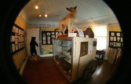 fisheye view of a room in columns museum with ataxidermy coyote and black bear displayed pieces